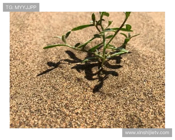 深度对话:赵丽在CSGO世界中的成长与挑战之旅 深度对话:赵丽在CSGO世界中的成长与挑战之旅